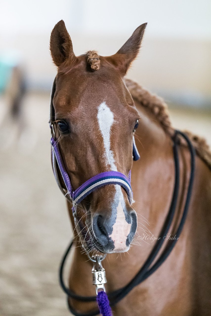 Bild 5 - Pony Akademie Turnier